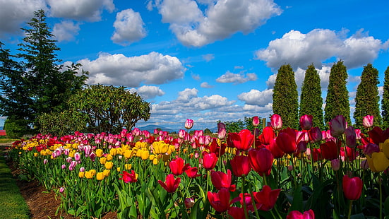 Beaucoup de fleurs, tulipes, champ, arbres, ciel, nuages, Beaucoup, Fleurs, Tulipes, Champ, Arbres, Ciel, Nuages, Fond d'écran HD HD wallpaper
