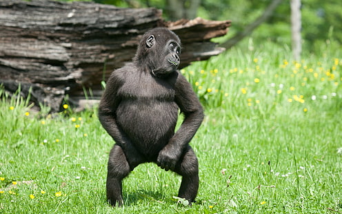 고릴라 원숭이 원숭이 댄스 HD, 동물, 원숭이, 춤, 원숭이, 고릴라, HD 배경 화면 HD wallpaper
