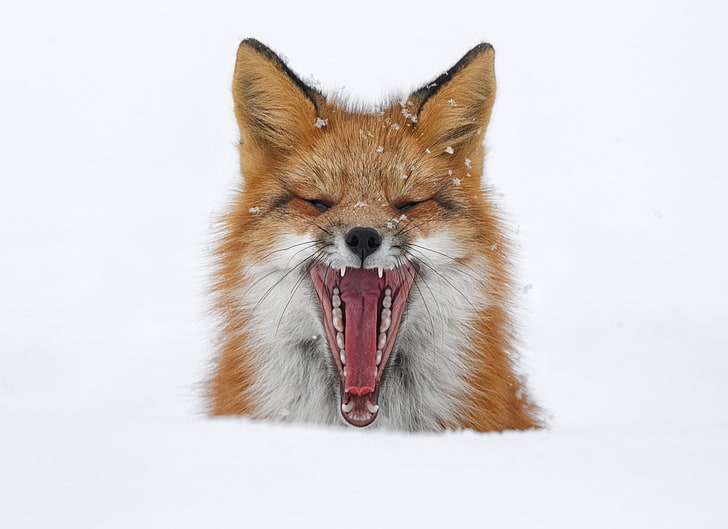 brown and gray fox, winter, snow, mouth, Fox, yawns, HD wallpaper