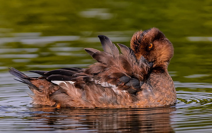 brown and black duck, duck, goldeneye, feathers, water, HD wallpaper