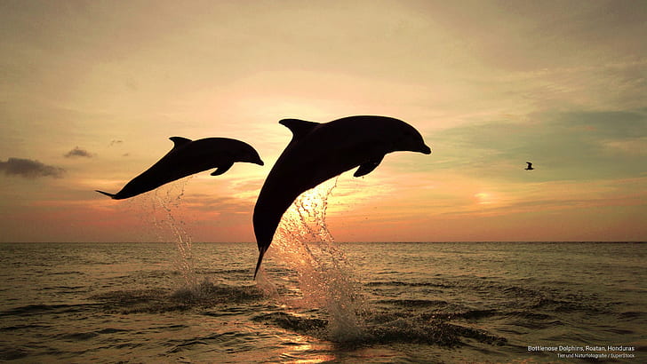 الدلافين قارورة الأنف ، رواتان ، هندوراس ، أوشن لايف، خلفية HD