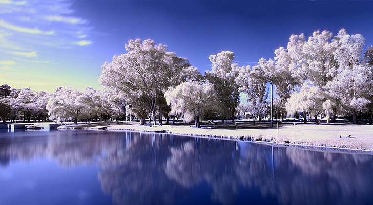 호수, 나무, 눈, 얼어 붙은 호수, 풍경, 겨울, HD 배경 화면
