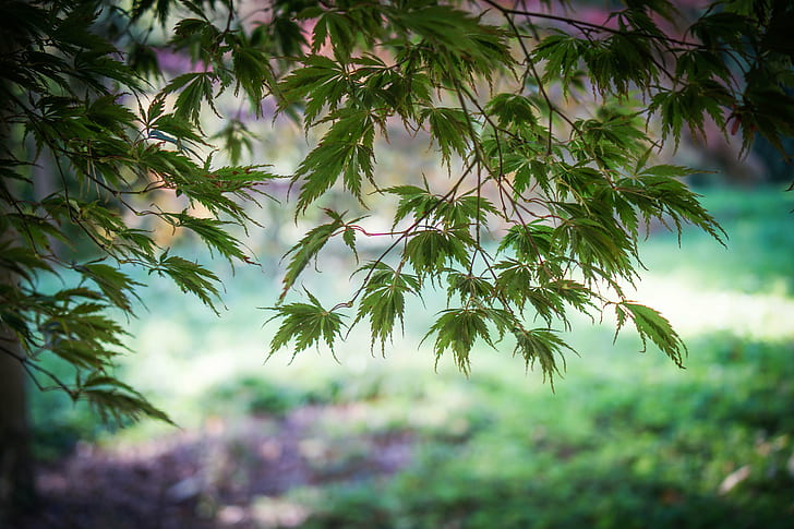 Фото зеленого листа дерева, фото, зеленый лист, дерево, дендрарий Batsford, Acer, природа, лист, лес, на открытом воздухе, растение, зеленый цвет, HD обои