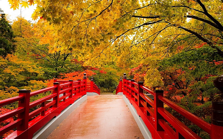 Jembatan, Jembatan, Musim Gugur, Dedaunan, Taman Jepang, Pohon, Wallpaper HD