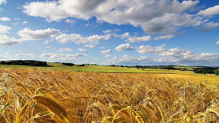 природа, поле, пшеничное поле, лето, солнечно, HD обои