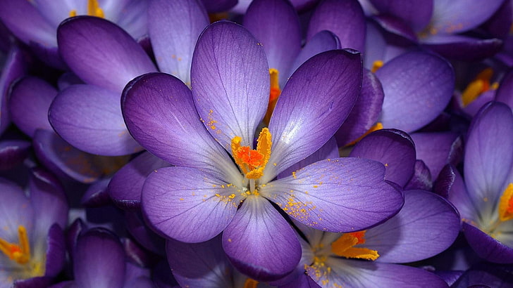 Krokus, Blüte, Frühling, Garten, Blumen, HD-Hintergrundbild