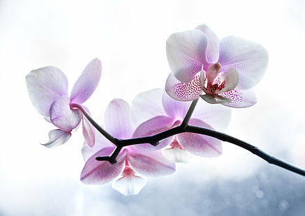 снимка отблизо на орхидеи от лилав молец, растение, орхидея, растение, растение, прозорец, отблизо, снимка, лилаво, молец, орхидеи, цвете на орхидея, цветя, красота, слънчева светлина, 5D, сигма 70, 70-200 мм, макро, орхидея, природа , розов цвят, венчелистче, молец Орхидея, цвете, клон, цвете Глава, едър план, свежест, красота В природата, HD тапет HD wallpaper