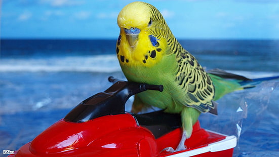 22, oiseau, Budgie, perruche, perroquet, tropical, Fond d'écran HD HD wallpaper
