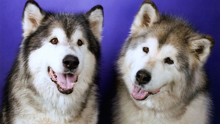 zwei erwachsene schwarze und braune alaskische Malamutes, Hunde, heiser, Paar, Freizeit, Schnauze, HD-Hintergrundbild