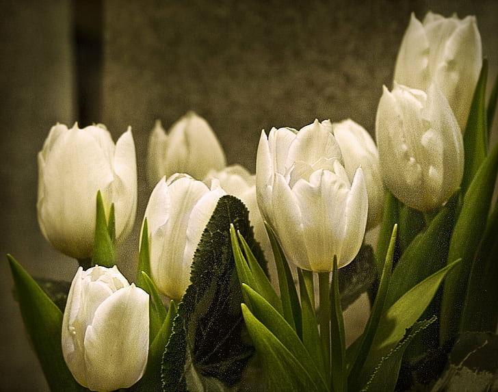 cinco tulipas brancas, tulipas, cinco, branco, tulipas, flores, tulipa, natureza, flor, primavera, planta, buquê, pétala, frescura, flor cabeça, HD papel de parede