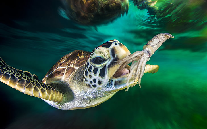 Green Sea Turtle Dan Squid Ocean Underwater Foto Desktop Hd Wallpaper Untuk Tablet Pc Dan Mobile 3840 × 2400, Wallpaper HD