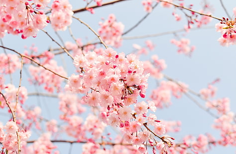 Vacker vårsäsong, rosa körsbärsblomsträd, säsonger, vår, körsbär, rosa, blommor, växt, Japan, naturliga, vårblommor, HD tapet HD wallpaper