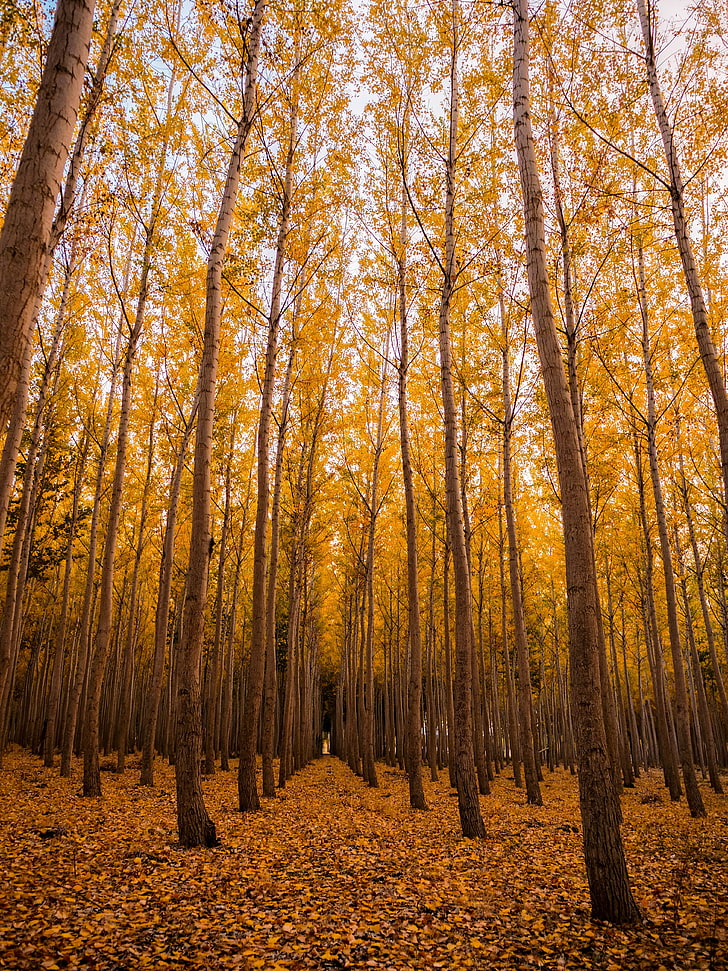 żółte drzewa liściaste, jesień, las, liście, drzewa, Tapety HD, tapety na telefon