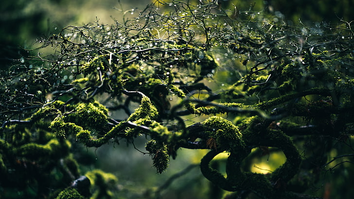 green moss, moss, branches, drops, HD wallpaper
