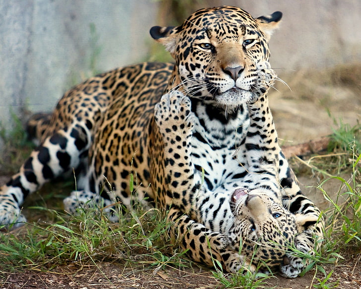 leopard and cub, jaguar, jaguar cub, kitten, motherhood, predators, cats, HD wallpaper