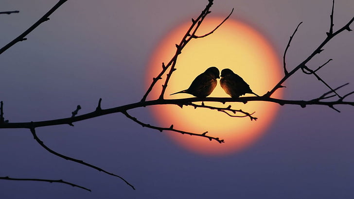couple, oiseaux, coucher de soleil, branche, brindille, romantique, Fond d'écran HD