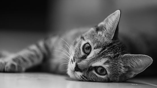 grayscale photo of tabby kitten, Sookie, grayscale, photo, tabby, kitten, Black and White, John Chandler, Nikkor, AF, f2, Sony A7R, cat, com, domestic Cat, pets, animal, cute, mammal, domestic Animals, looking, feline, fur, young Animal, HD wallpaper HD wallpaper