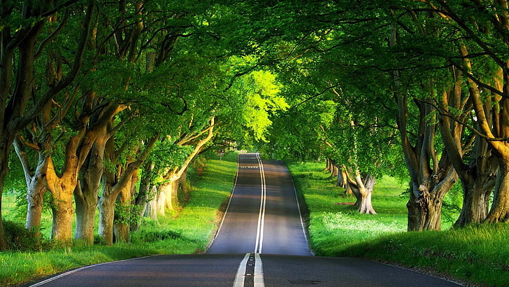 terowongan pohon, jalan, pohon, hijau, pemandangan, Wallpaper HD