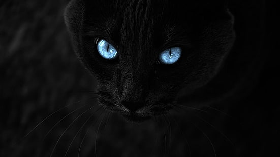 svart katt, katt, selektiv färgning, djur, blå ögon, svarta katter, HD tapet HD wallpaper
