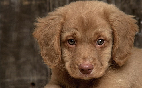 Köpek Puppy HD, kahverengi köpek yavrusu, hayvanlar, köpek, köpek yavrusu, HD masaüstü duvar kağıdı HD wallpaper