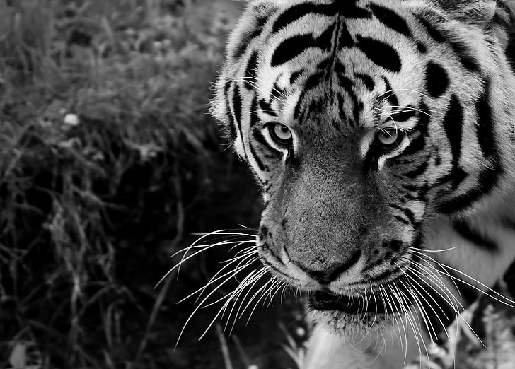 grayscale photo of tiger, tiger, muzzle, sight, predator, bw, HD wallpaper