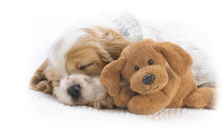 Animal, Cute, Dog, Puppy, Sleeping, Stuffed Animal, Toy, HD wallpaper