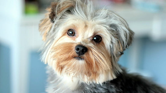 ヨークシャーテリア、犬、子犬、かわいい、ペット、動物、ヨークシャーテリア、犬、子犬、かわいい、ペット、 HDデスクトップの壁紙 HD wallpaper
