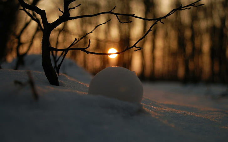 Snowball in the sunset light, black tree branch, nature, 1920x1200, light, snow, winter, tree, branch, snowball, susnet, HD wallpaper