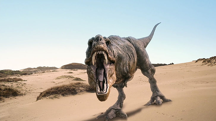 серая иллюстрация T-Rex, тираннозавр, динозавры, животные, HD обои