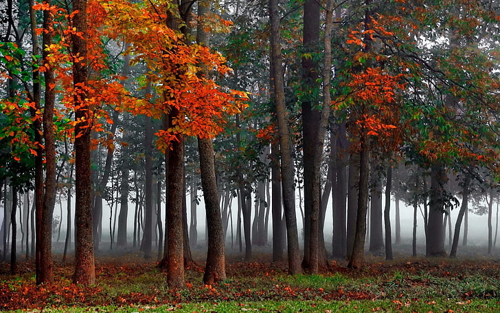 pomarańczowo-zielone drzewa liściaste, drzewa we mgle, natura, drzewa, las, drewno, mgła, liście, rośliny, gałąź, kolorowe, jesień, trawa, Tapety HD