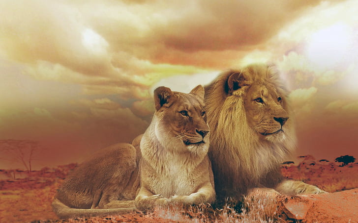 Femle Male Lions, Male, Femle, Lions, HD wallpaper