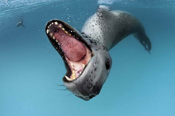Animale, foca leopardo, Sfondo HD