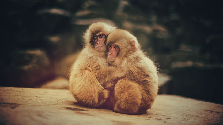 two brown primates, macaques, monkey, animals, baby animals, HD wallpaper