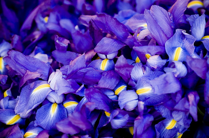flores de iris morado, flores, iris, azul, mucho, lila, Fondo de pantalla HD