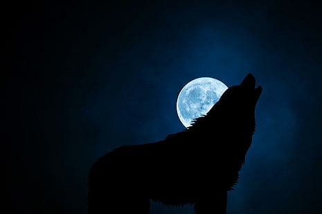 sagoma di lupo, lupo, sagoma, luna, notte, Sfondo HD HD wallpaper