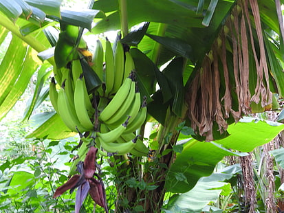 банан, бананови дървета, isla dometepe, никарагуа, дърво, HD тапет HD wallpaper