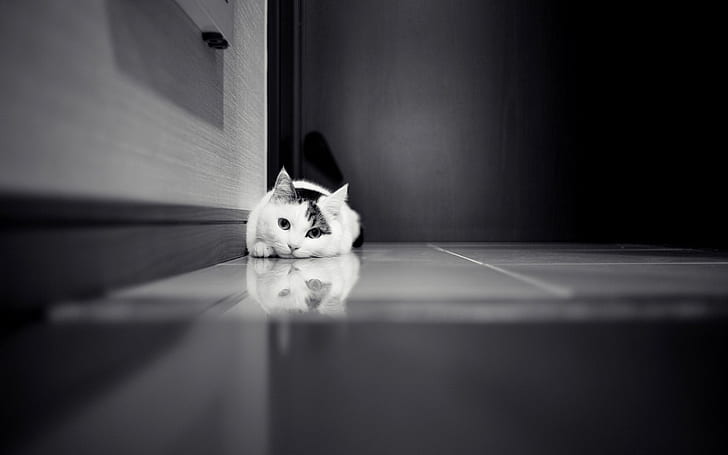 قطة لطيفة تنتشر على الأرض ، لطيفة ، أرضية ، ممتدة ، أبيض وأسود، خلفية HD