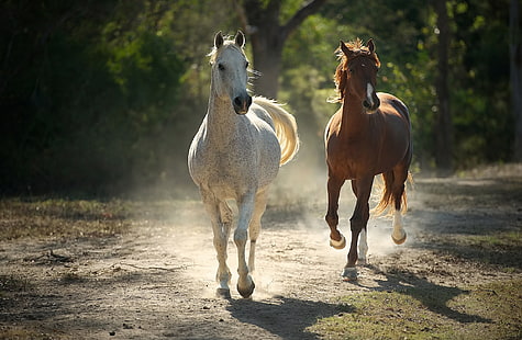 ม้า Runaway ม้าสองตัวสีขาวและสีน้ำตาลสัตว์ม้าใต้ดินวิ่งฝุ่นความสวยงามการพักผ่อนความดุร้าย, วอลล์เปเปอร์ HD HD wallpaper