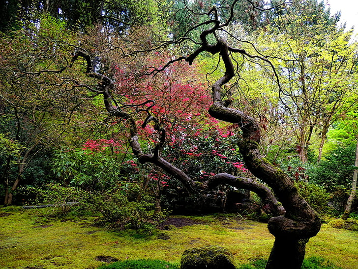 Ogród japoński, ogród japoński, drewniany, krzywoliniowy, Tapety HD