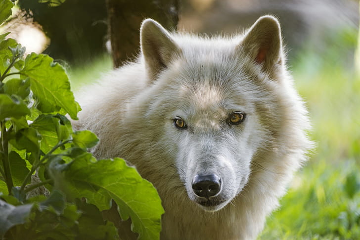 Animal, Wolf, Close-Up, White Wolf, HD wallpaper