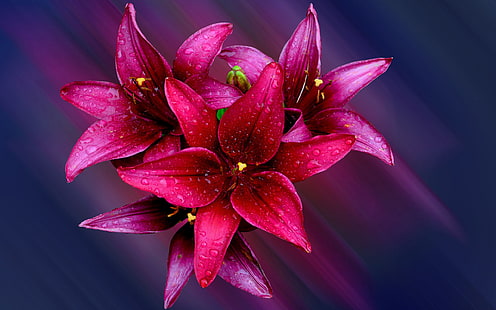 휴대폰 및 노트북을위한 Lilly Red Flowers 데스크탑 월페이퍼 HD 2560 × 1600, HD 배경 화면 HD wallpaper