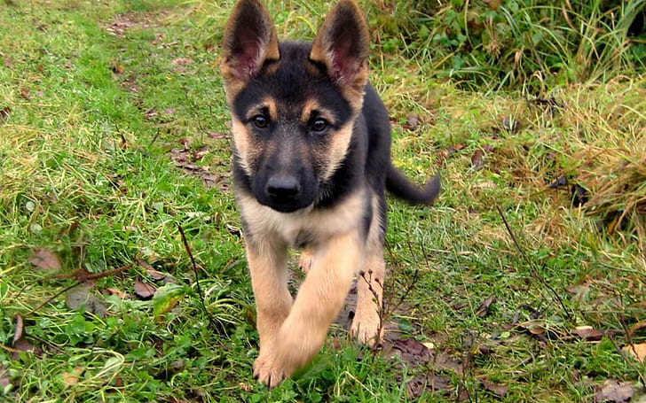 German Shepherd, lovely, playful, dogs, puppy, face, bubbles, cute, beautiful, animals, puppies, playful dog, pretty, HD wallpaper