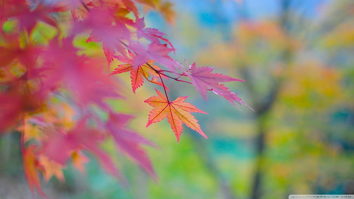 pink and brown maple leaf, selective focus photography of maple leafs, nature, macro, leaves, fall, plants, HD wallpaper