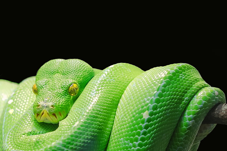 緑の毒蛇ヘビ、ヘビ、パイソン、捕食者、爬虫類、 HDデスクトップの壁紙