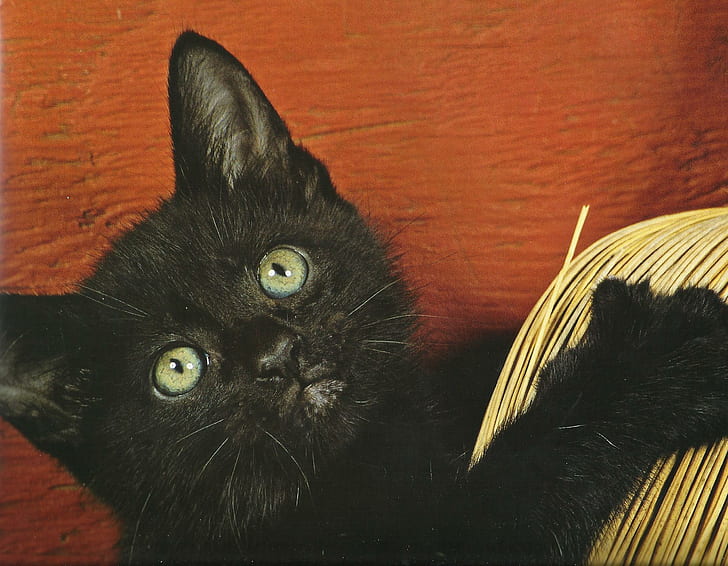 A Black Cat With A Broom, feline, broom, brack, black, animals, HD wallpaper