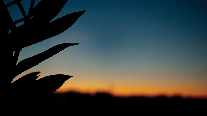 puesta de sol, silueta, hojas, Fondo de pantalla HD