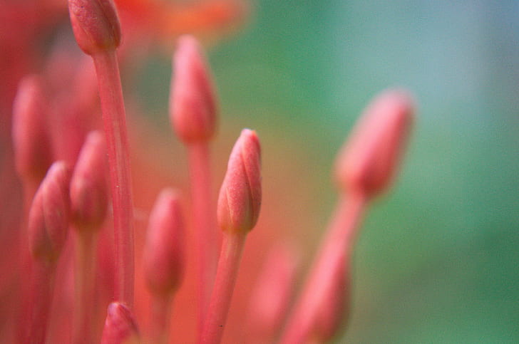 macro shot of pink flower bud, Buddies, macro shot, flower bud, flower  bud, nikon, closeup, dof, orange, green  plant, garden, beautiful, singapore, blossom, bloom, small, depth of field, colorful, deep pink, nature, plant, flower, close-up, springtime, macro, beauty In Nature, HD wallpaper