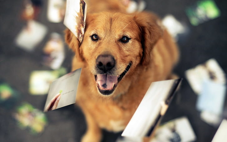 動物、犬、ゴールデンレトリバー、写真、動物、犬、ゴールデンレトリバー、写真、 HDデスクトップの壁紙