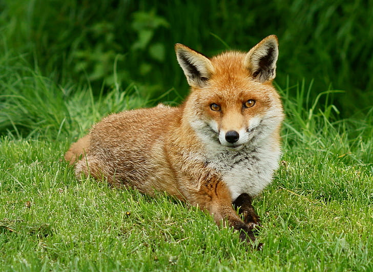 orange fox lying in green grass, orange, lying in, green grass, British  Wildlife  Centre, Newchapel  Surrey, Fox, Vulpes, Trimming, animal, wildlife, red Fox, nature, mammal, grass, carnivore, animals In The Wild, HD wallpaper