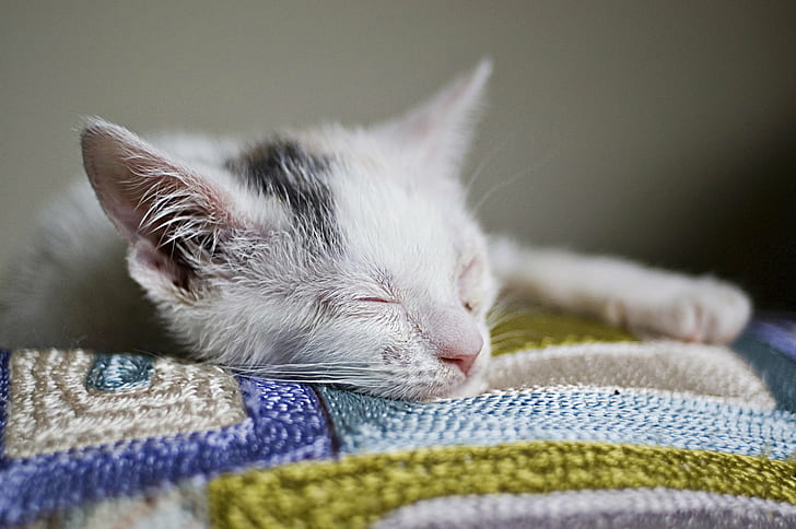 white and black tabby kitten, Shiva, sleeps, white, black, tabby, kitten, 35mm, f/2, O.C., Baltimore, Animal Rescue, Care, Shelter, BARCS, Maryland, USA, Mark Peters, domestic Cat, pets, animal, cute, domestic Animals, young Animal, feline, small, HD wallpaper